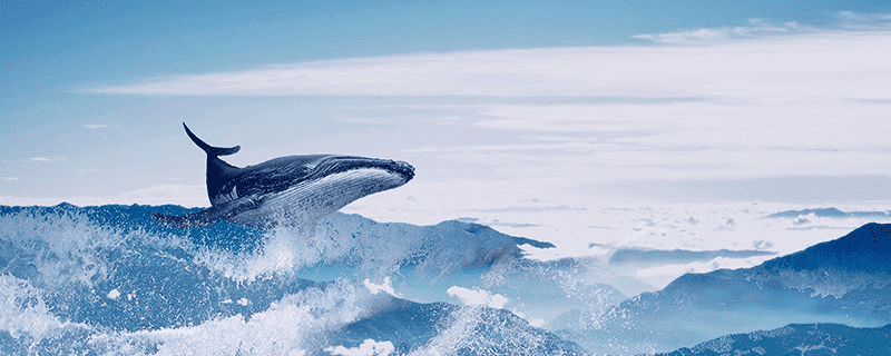 鲸鱼的声音意味着什么？ 