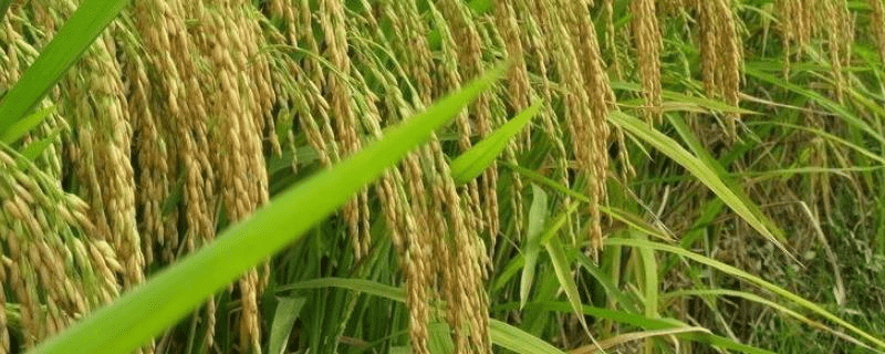 东北水稻亩产多少斤，东北水稻一年几季